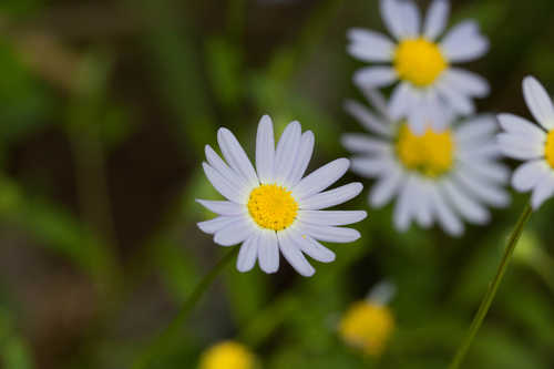 Astranthium integrifolium ssp. ciliatum #30